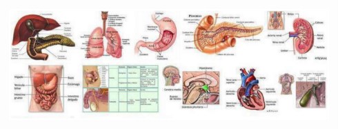 1-579_289161997860582_40961173_n