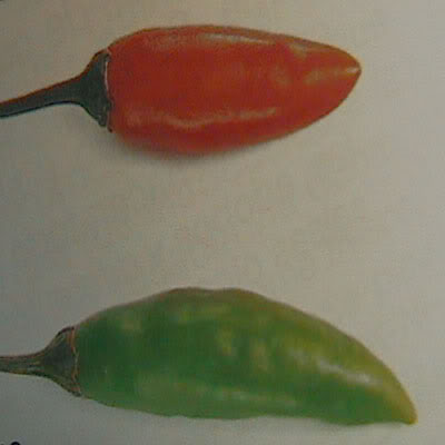 1-chile-serrano