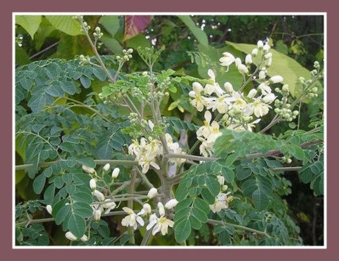 385626_223259194450863_1507603981_n