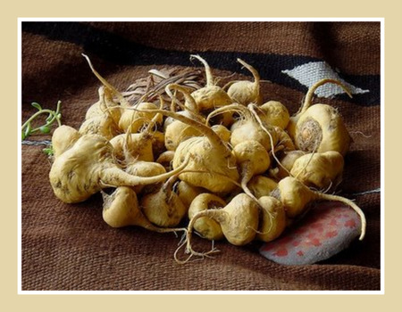 maca