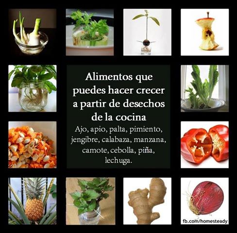 alimentos
