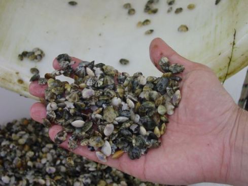Recolección de moluscos (Cortesía: ipacuicultura.com)