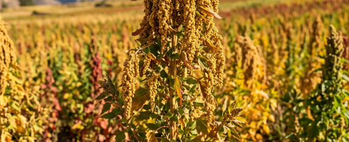 Mature quinoa plant with grain clusters in a field with mountains