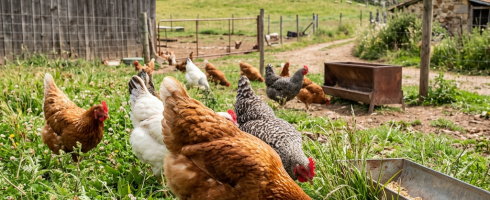 Chickens feeding outdoors on green grass near farm buildings and signs