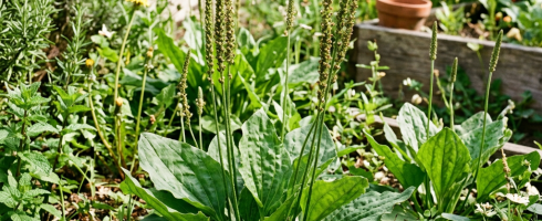 Herb and plant garden bed with wide green leaves and tall flower spikes
