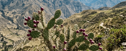 Prickly pear cactus with purple fruits in rocky mountain terrain