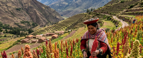 Woman harvesting quinoa plants in terraced fields with mountains in the background