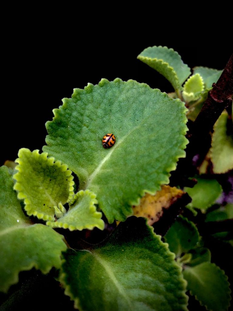 La imagen actual no tiene texto alternativo. El nombre del archivo es: pexels-photo-37158829.jpeg